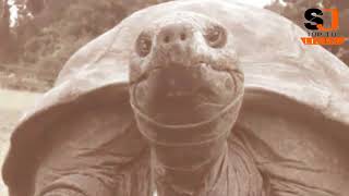 meet the worlds oldest turtle [upl. by O'Brien]