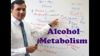 Alcohol Metabolism [upl. by Tillman]