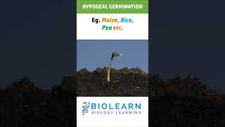 HYPOGEAL GERMINATION  TYPES OF GERMINATION  BioLearn [upl. by Gunar614]