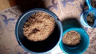 Remove Rice Husk Without Machine At Home By Yourself jovylifestyleandadventure [upl. by Vinay]