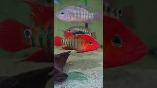 Roter Ecuadorbuntbarsch  Mesoheros „Cichlasoma“ festae  Red Terrorcichlid  Aquarium [upl. by Edras]