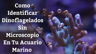 🔵 Como Identificar Dinoflagelados Sin MicroscopioDinoflagelado De Acuario Marino 1x3 Acuarios MB [upl. by Magdalene951]