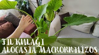 Fil Kulağı Alocasia Macrorrhizos Bitkisi Nasıl Bakılır Yaprak Sararması Çoğaltma ve Saksı Değişimi [upl. by Nalac475]