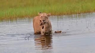 LEONA AYUDA A CRUZAR EN EL AGUA A SUS CACHORROS [upl. by Madaras]