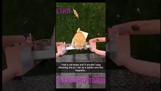 I WANT POPCORN comedyvideos funnyshorts pets memegameplay домашняятренировка funny shorts [upl. by Pickering]