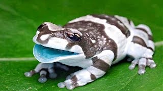 14 Strangest And Coolest Amphibians In The World [upl. by Meunier486]