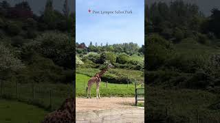 Port Lympne Safari Park ♥️❤️ beautifulvillagelife [upl. by Kloman]