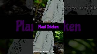 Mechanical Stimulation on Plant Growth biology scienceplantphysiology growth rubbing shaking [upl. by Terrena]