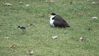 Masked lapwing Plover with chickssee description for sad news [upl. by Haakon]