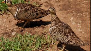 the sandgrouse call [upl. by Siol]