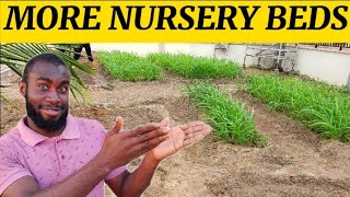 How To Nurse Brachiaria Grass  Mulato Grass For Livestock Creating More Seedbeds  Nursery Beds [upl. by Emmaline]