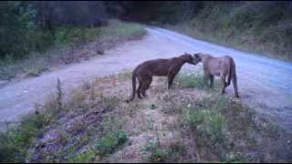 Female and Male Pumas Mating in the SF Bay Area [upl. by Alim]