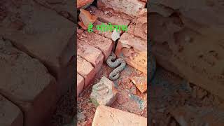 Kripa karo bhagwan 😭😭 snake amazingfacts animals [upl. by Allister]