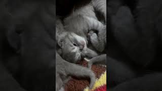 Kittens Nora 2 weeks❤️ cat britishcat kitten catlover cute shorts [upl. by Ekaterina]