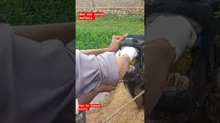 Teeth Rasping in Buffalo 🐃 drfaisallilla viral animals music [upl. by Yablon]