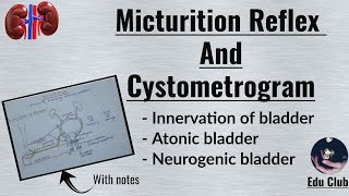 Micturition reflex  Cystometrogram  Renal physiology [upl. by Annayek105]