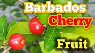 Barbados Cherry fruitබාබඩොස් චෙරි 🍒 [upl. by Ingalls]