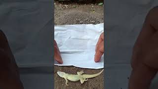 A funeral procession a lizard house🦎🥀lizard wildlife shorts viralvideo [upl. by Wardieu]