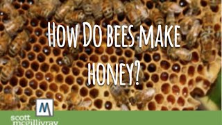 How Do Bees Make Honey [upl. by Ahsaetal]