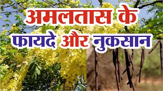 अमलतास के फायदे और नुकसान  Amaltas ke Fayde  Amaltas Benefits [upl. by Pfosi]