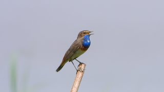 Slimbridge  White Spotted Bluethroat [upl. by Davenport]