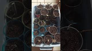 👁 👁 NEW FIG CUTTINGS PROPAGATION 101 JUST LET THEM ROOT PLEASE listen 👍 subscribe fig cuttings [upl. by Rentschler]