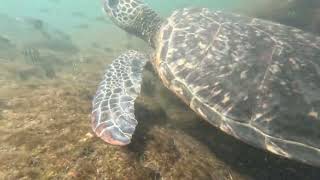 Life Under Water A Turtle Honu Feeding in Punaluu on the Big Island of Hawaii [upl. by Suelo631]