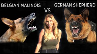 BELGIAN MALINOIS VS GERMAN SHEPHERD DOG  WHO IS KING [upl. by Kloman]