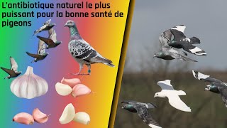 L’antibiotique naturel le plus puissant pour la bonne santé de pigeons [upl. by Yntirb571]