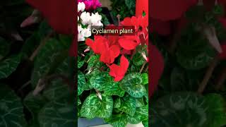 Cyclamen Plant Care Tips ytshorts lovinggarden viralvideo [upl. by Avrenim]