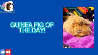 Guinea pig of the day [upl. by Maurizio]