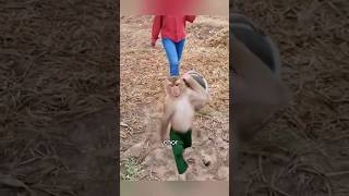 Lucky monkey animals love lucky story clever monkey shorts shortvideo [upl. by Reiss]