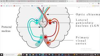 NEUROOPHTHALMOLOGY III  VISUAL PATHWAYS [upl. by Tamera]