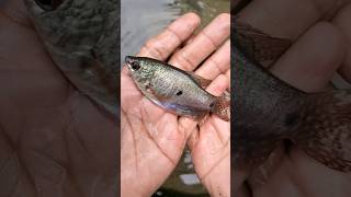 Gourami fish gouramifish shorts shortvideo [upl. by Soirtimid]