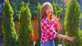 How To Plant Arborvitaes  Secrets To Grow FAST [upl. by Namyaw]