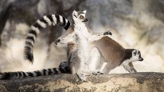 RingTailed Lemurs Basking in The Sun [upl. by Hannover]