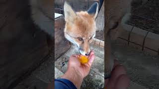 2178 Дикая лиса Маркиза утренний завтрак WildRedFox animals shorts [upl. by Fital]