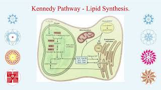 THE FORMATION OF FATTY ACIDS FROM GLUCOSE IN THE PLANTS and 225 times more ATP formation from it [upl. by Venezia]