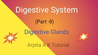 Digestive Glands  Human Physiology Notes [upl. by Ardnwahsal]