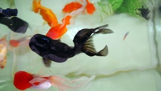 Goldfish Fengshui Aquarium Tips [upl. by Aikcin]