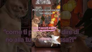 cosa non si fa per un po di coccole  memes cutelove cat [upl. by Hendrick]