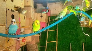 Budgie sounds for lonely birds [upl. by Lebasiairam162]