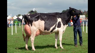 Champion of Champions at Dumfries ShowAyrshire vs BrownSwiss vs Holstein vs Jersey [upl. by Nojad]