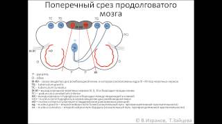 Medulla oblongata продолговатый мозг [upl. by Cynthia]