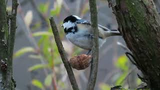 Голоса птиц Синиця чорна Periparus ater Coal Tit Московка [upl. by Nauqas750]