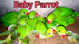 Parrot Natural Sounds Compilation  Tanishu singh miniature Baby Parrot Sound ParrotMedia [upl. by Koziarz]