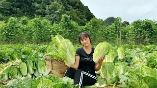 A cabbage garden is harvested and sold at the market Huong free life [upl. by Sarilda478]