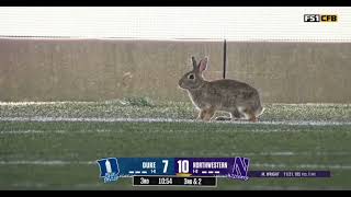 rabbit runs onto the field during a college football game and the mascot scares it off [upl. by Luben826]