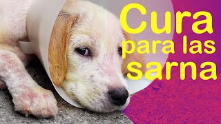 🐶🚩CÓMO CURAR LA SARNA DE TU PERRO Y OTRAS ENFERMEDADES DE LA PIELDR DARÍO BALAREZO [upl. by Naeerb]