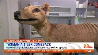 Tasmanian tiger cloning  News report [upl. by Amalita]